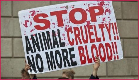 Portia de Rossi - Animal Rights Activist